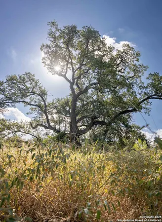 a view of a tree