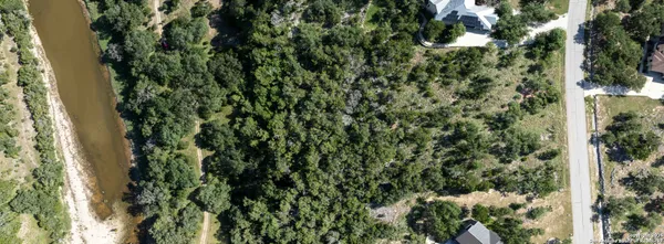 a view of a forest with a tree