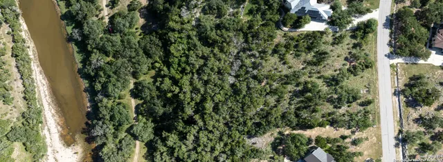 a view of a forest with a tree