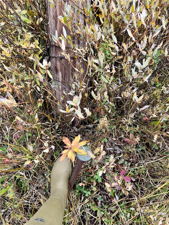 129 Clark Co 80428 Clark, CO 80428 - Photo 5 of 17 a view of plant