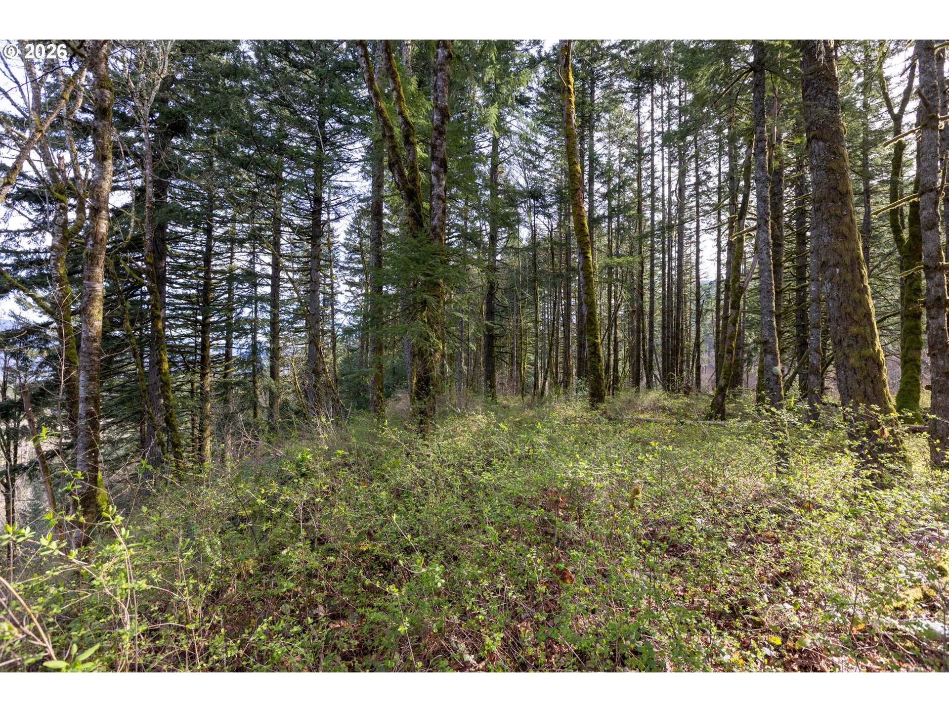 Dry Creek Road Cascade Locks, OR 97014 - Photo 13 of 16