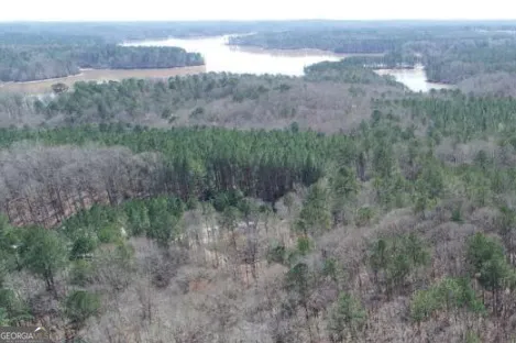 a view of a lush green forest