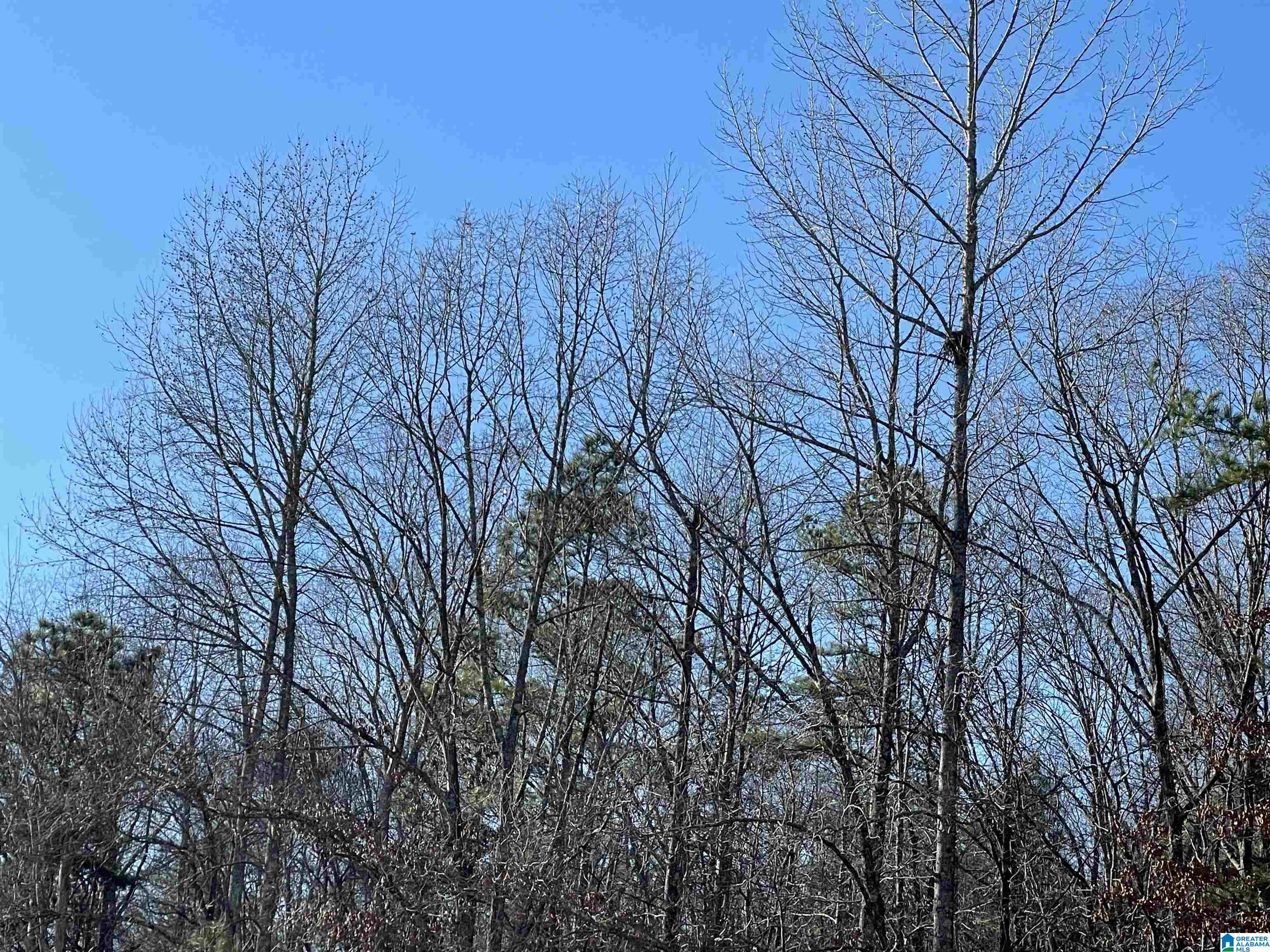 0 Highway 11 Chelsea, AL 35043 - Photo 1 of 3