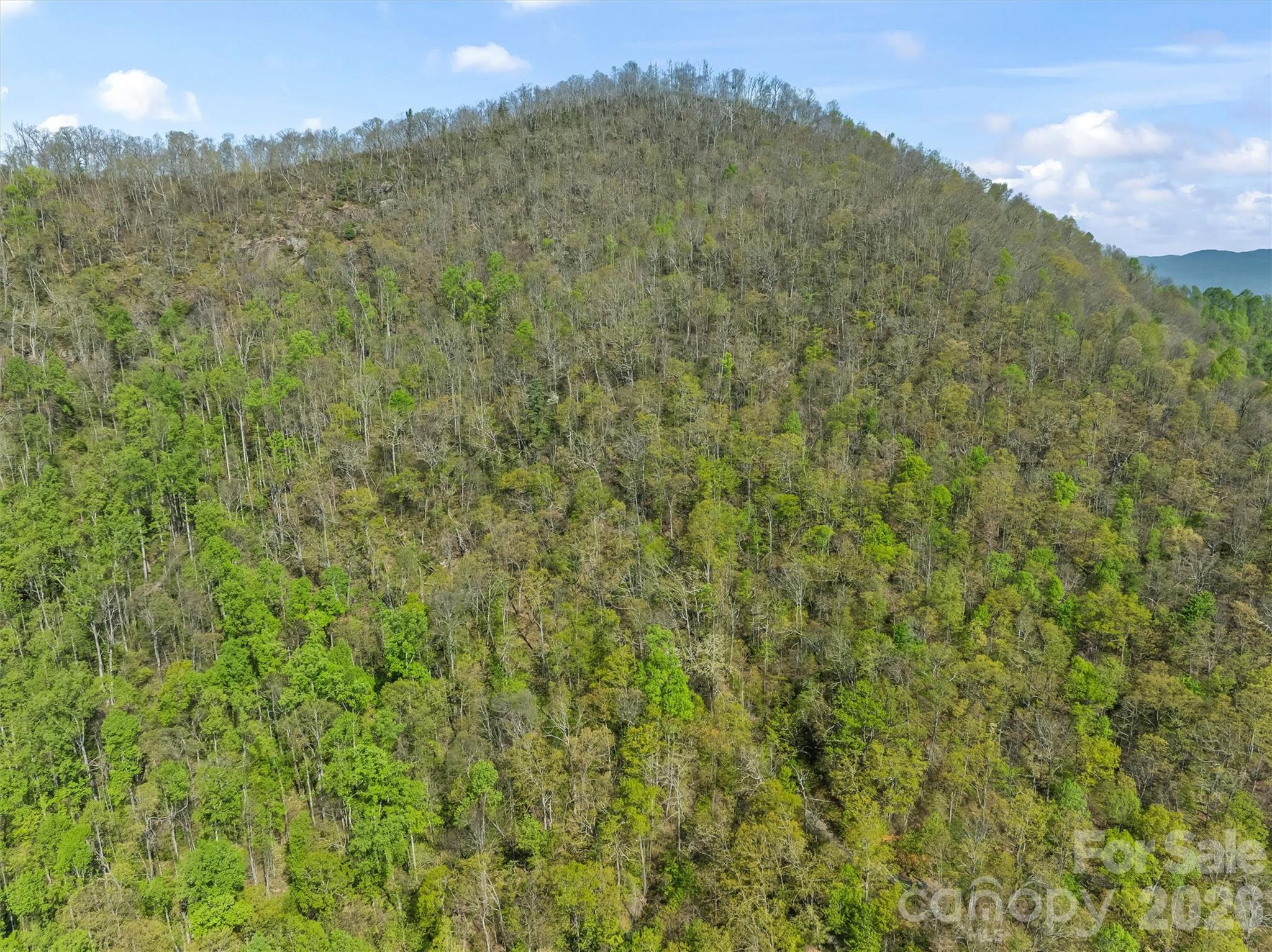 21 Reillys Bluff Road, Unit 1 Barnardsville, NC 28709 - Photo 5 of 15 a view of a lush green forest with a mountain