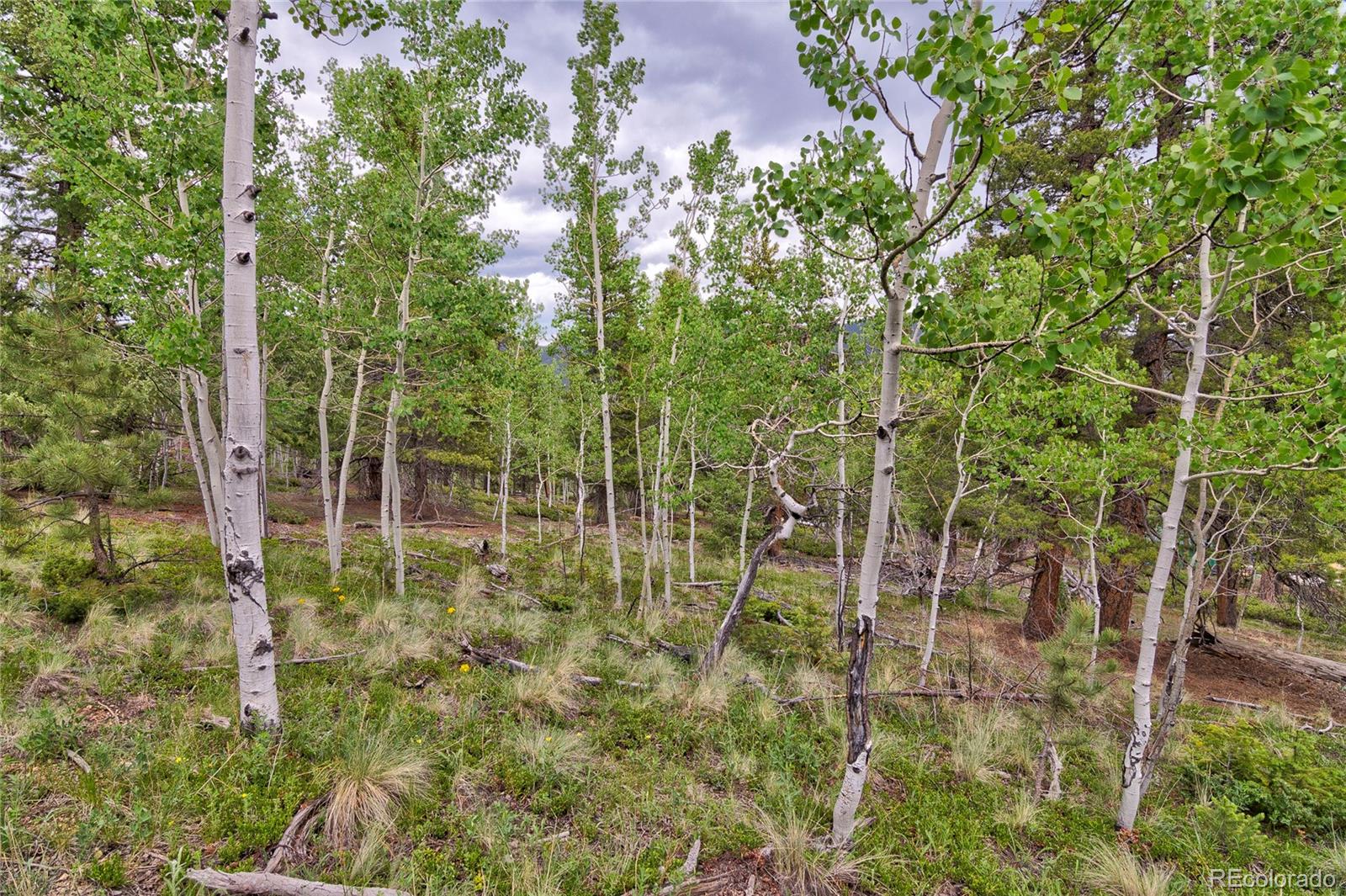 130 Summit Way Bailey, CO 80421 - Photo 23 of 25