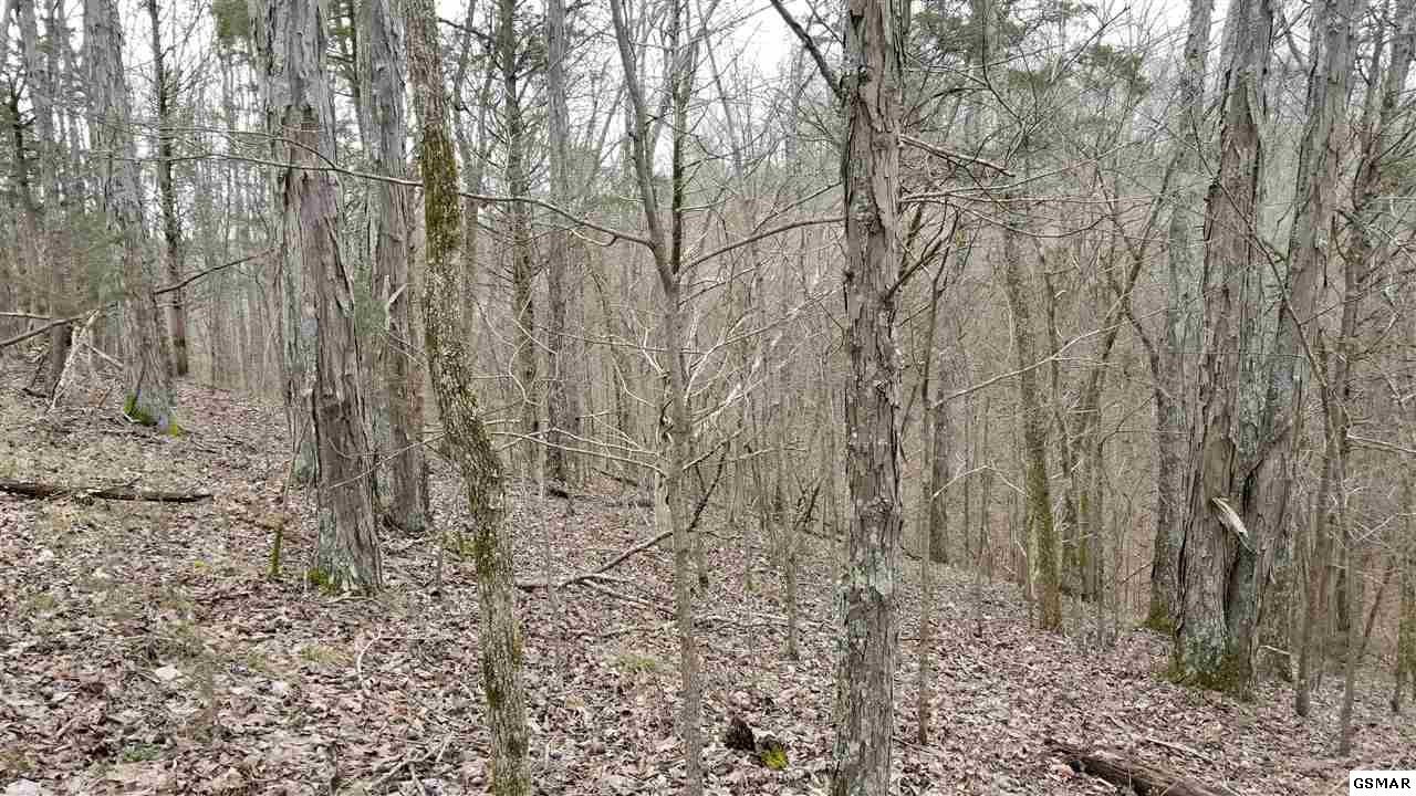 123 Last Chance Road Dandridge, TN 37725 - Photo 4 of 14