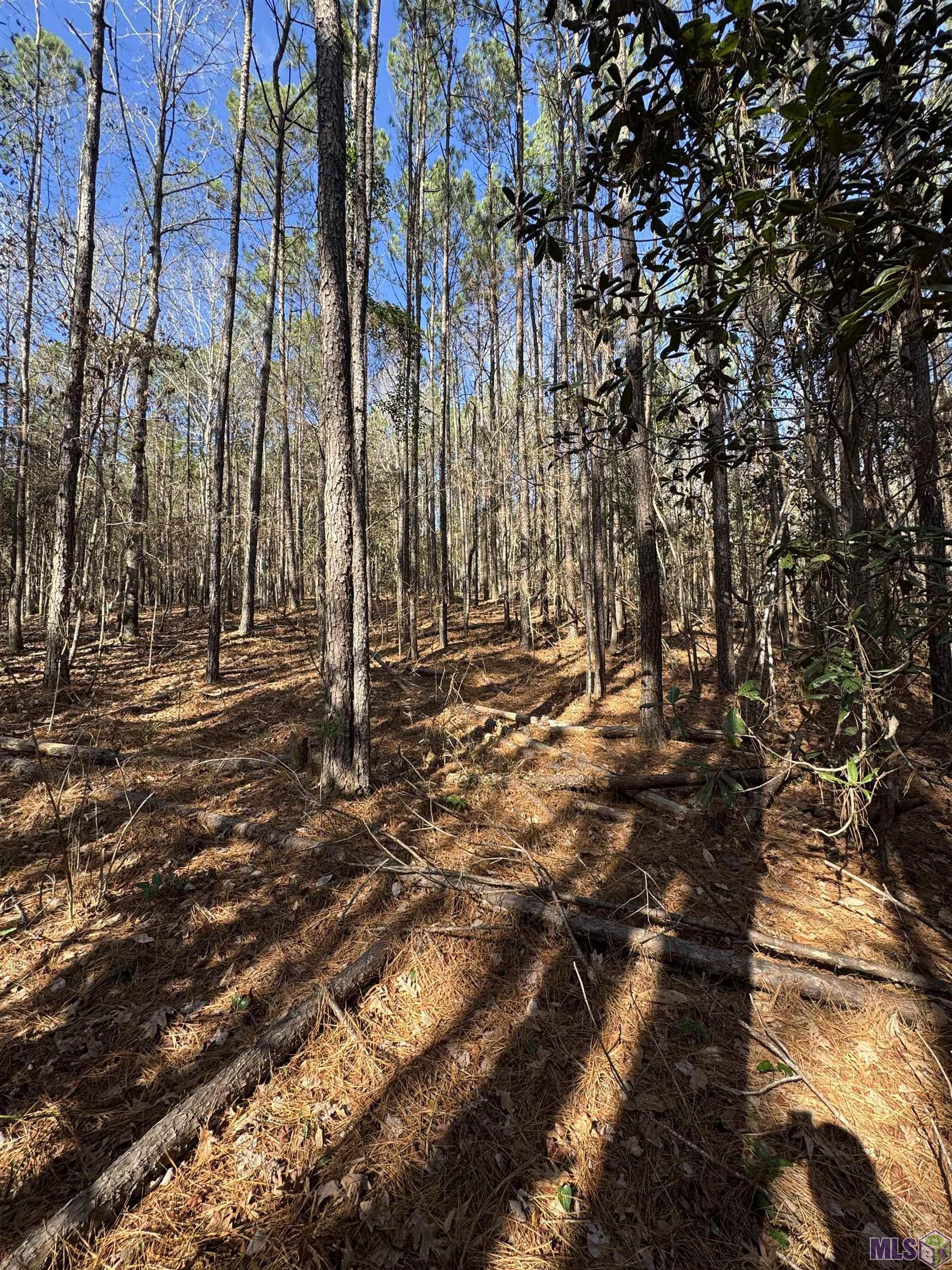 0 La Highway Boyce, LA 71409 - Photo 19 of 45