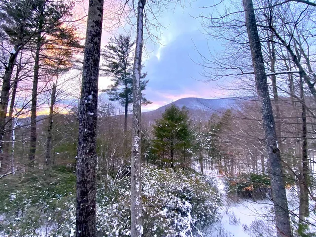 a view of a yard with a tree