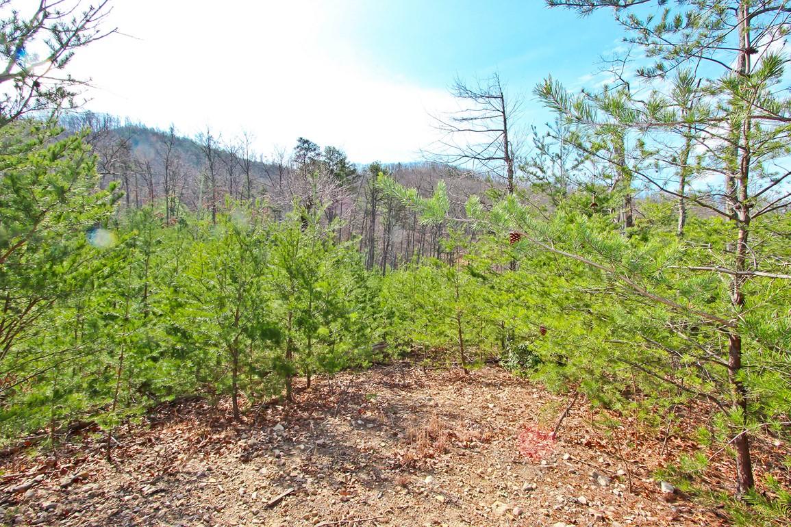 Lot 37 Trentham Road Newport, TN 37821 - Photo 5 of 12 IMG_3190
