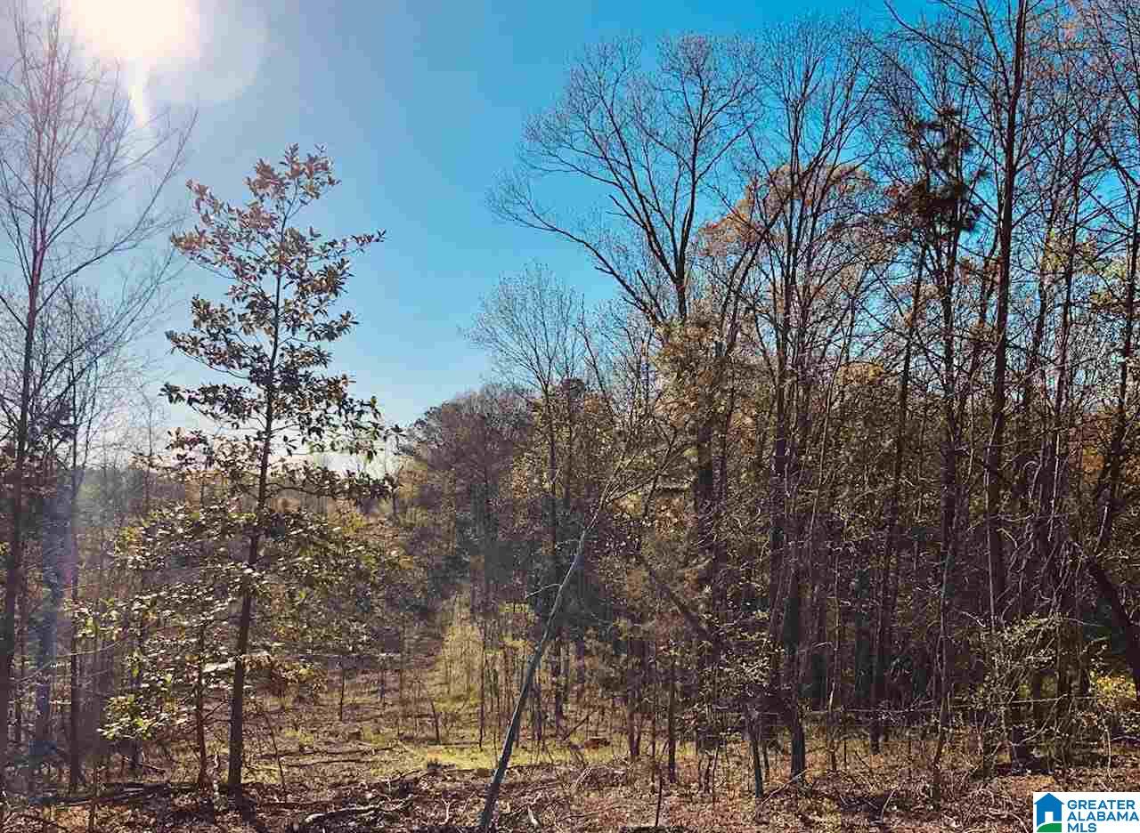 43-acres Wills Farm Road, Unit 43 ACRES Lincoln, AL 35096 - Photo 13 of 19