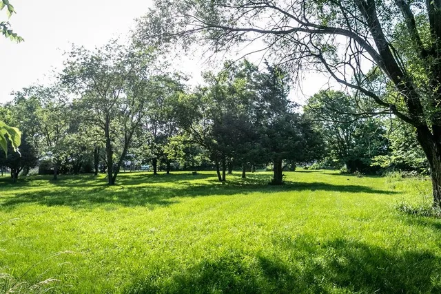a view of a park with large trees