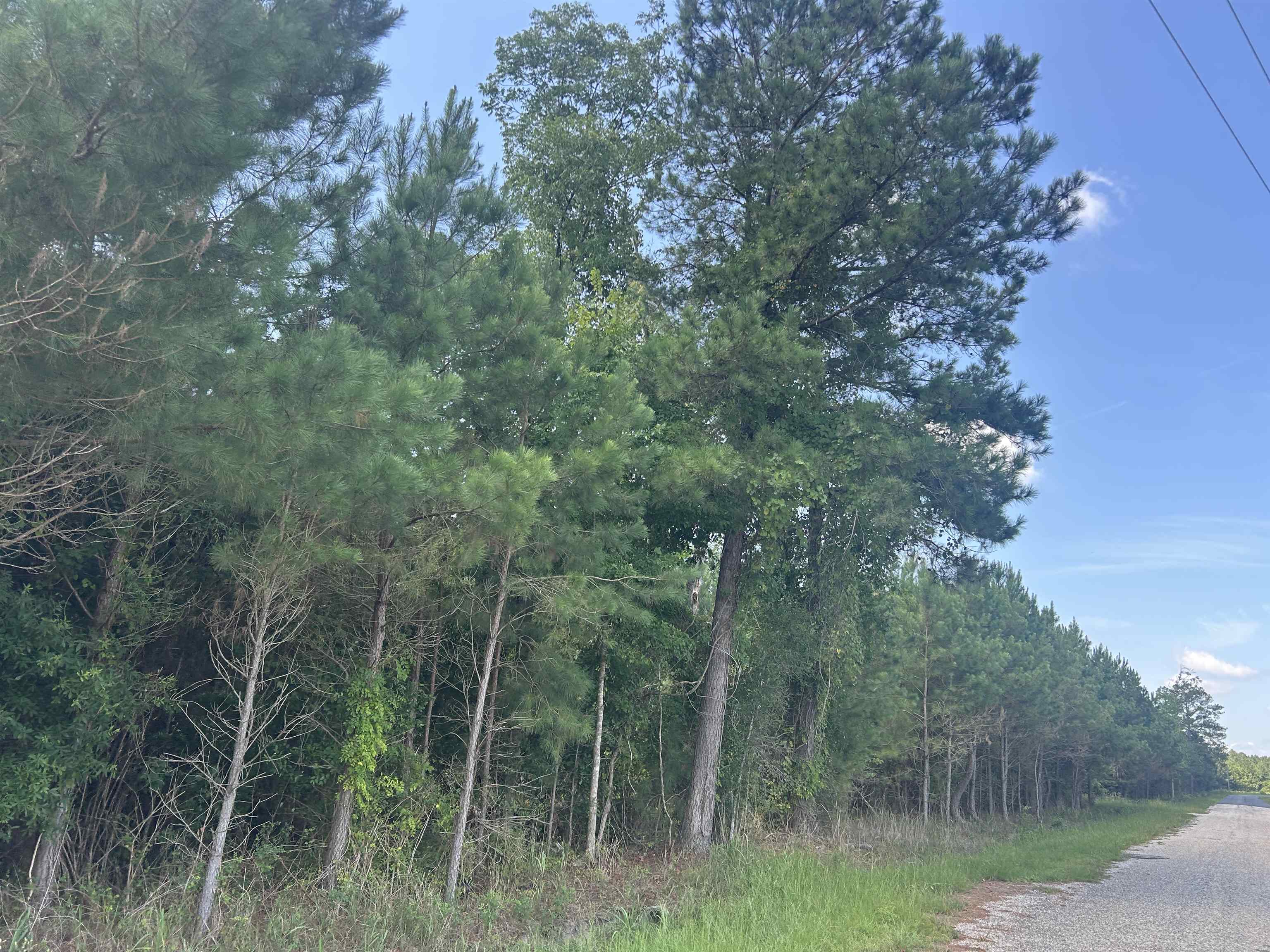 Tbd Pearlie Road Hamer, SC 29547 - Photo 21 of 29 Gallery Image 21