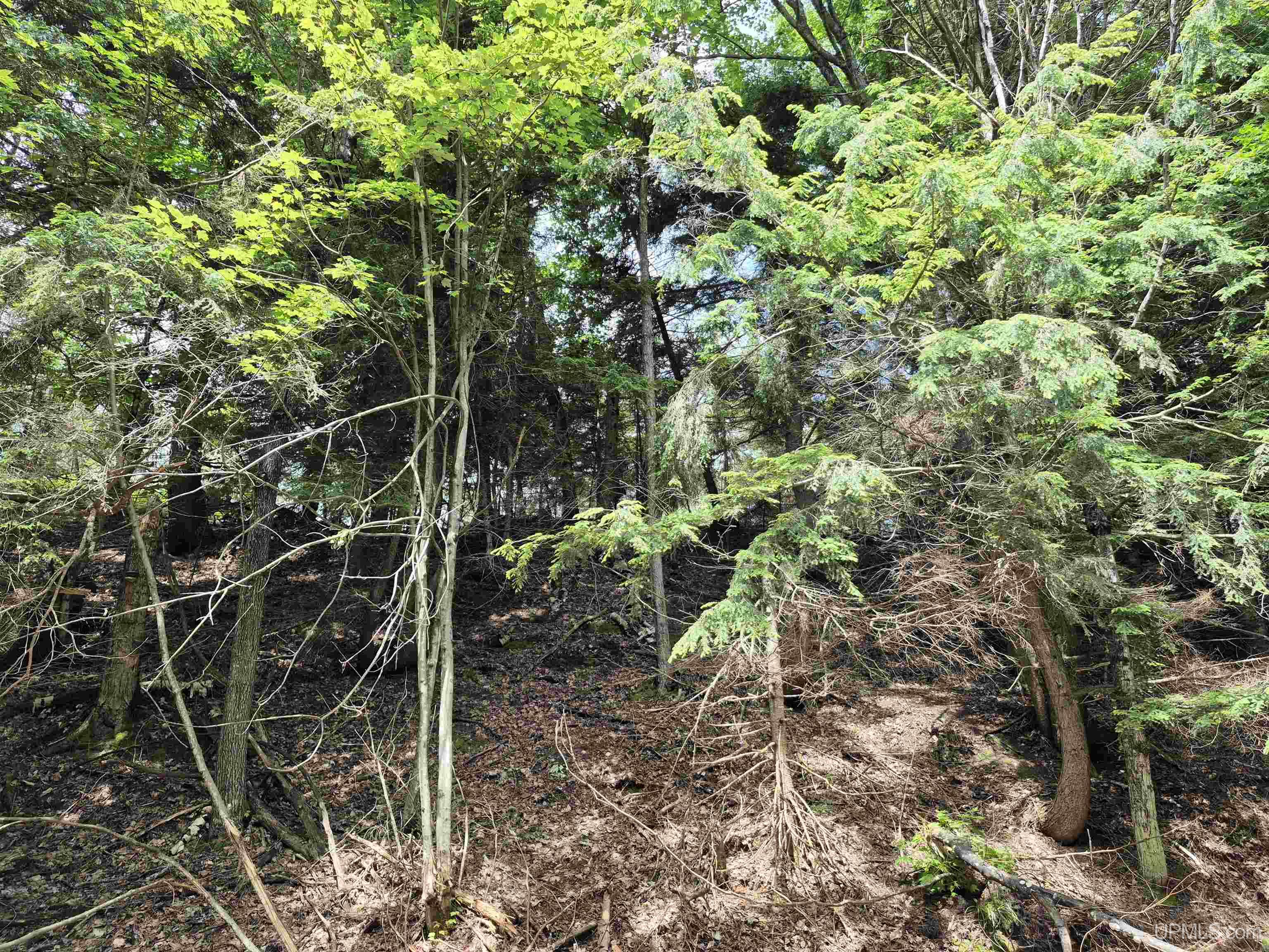 80-acres Off Little Harbor Road Manistique, MI 49854 - Photo 14 of 14 Gallery Image 14