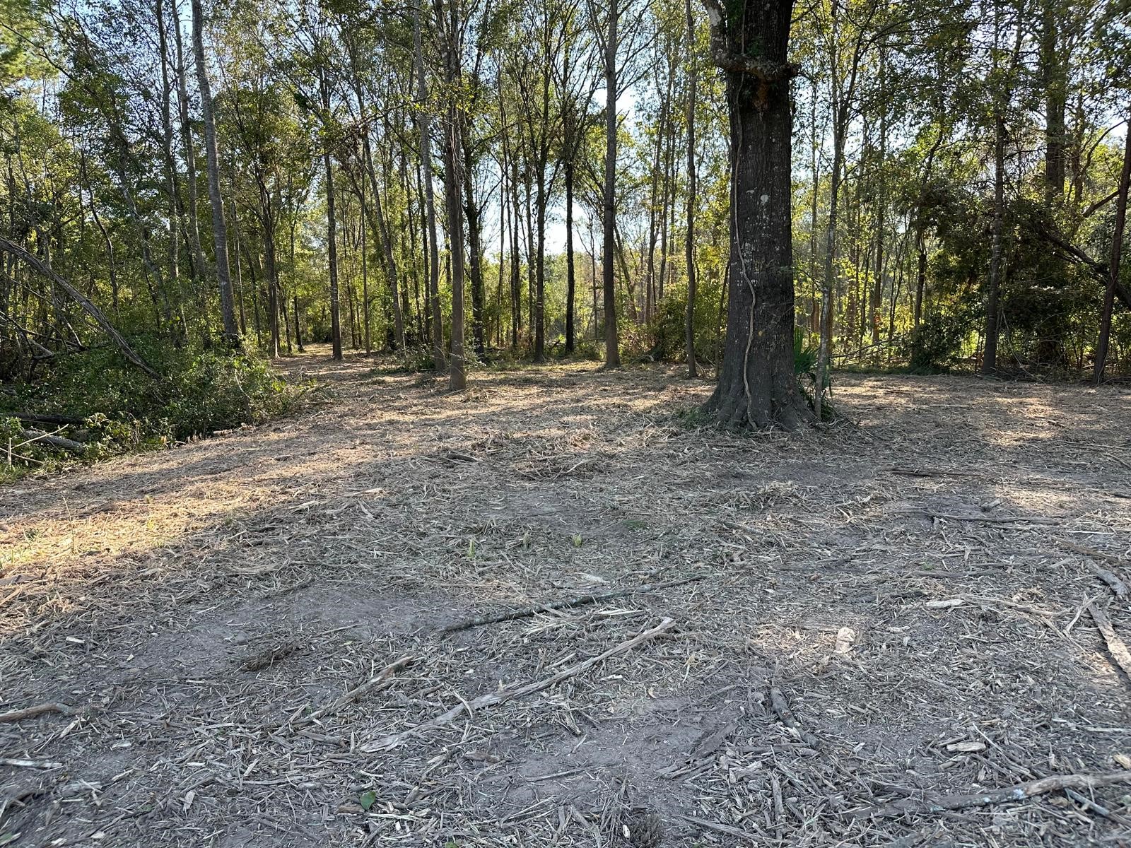 10412 Ehlers Road Conroe, TX 77302 - Photo 7 of 18 a view of outdoor space with trees