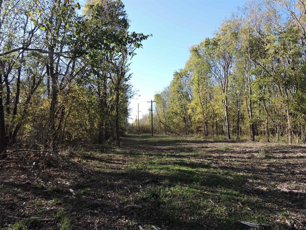 330 County Road 2975 Windom, TX 75492 - Photo 11 of 23 a big yard with lots of green space and plants