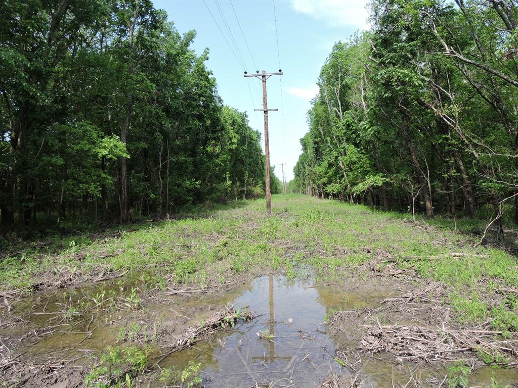 330 County Road 2975 Windom, TX 75492 - Photo 12 of 23 a view of a yard with a tree