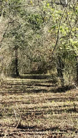 a view of a swimming pool with a park