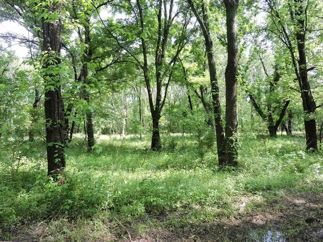 a view of a forest with lots of trees