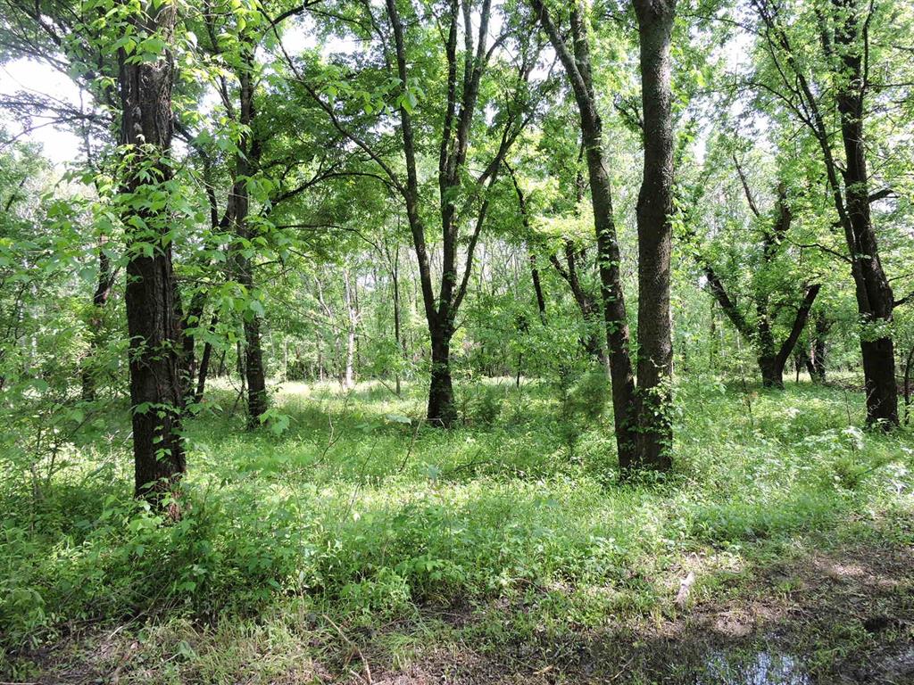 330 County Road 2975 Windom, TX 75492 - Photo 3 of 23 a view of lush green forest