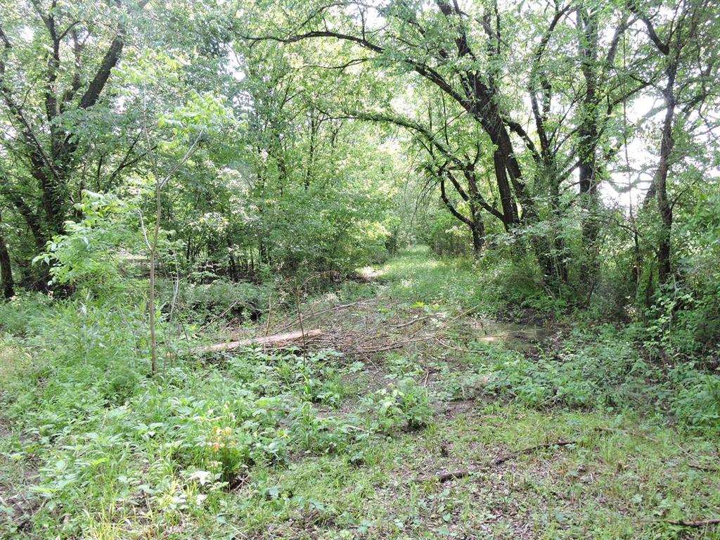 330 County Road 2975 Windom, TX 75492 - Photo 5 of 23 a view of a forest with lots of trees