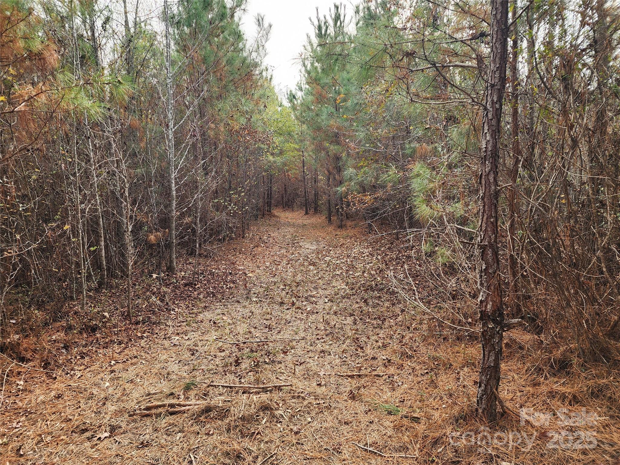 2351 Reges Store Road Nashville, NC 27856 - Photo 17 of 48 a view of a yard with trees