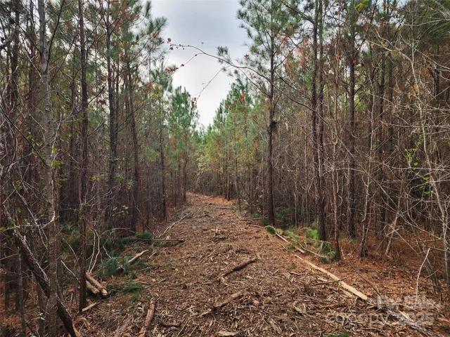 a view of a forest with trees in the background