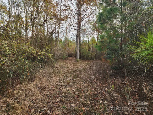 a view of a forest with trees