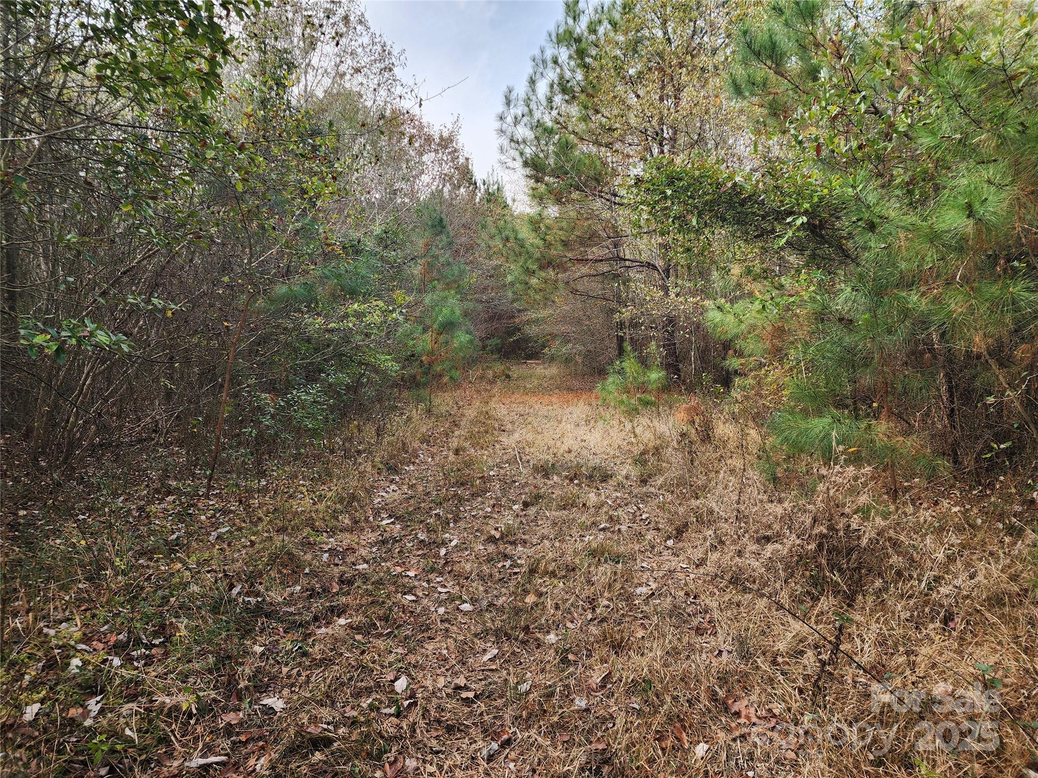 2351 Reges Store Road Nashville, NC 27856 - Photo 21 of 48 a view of a forest with trees in the background