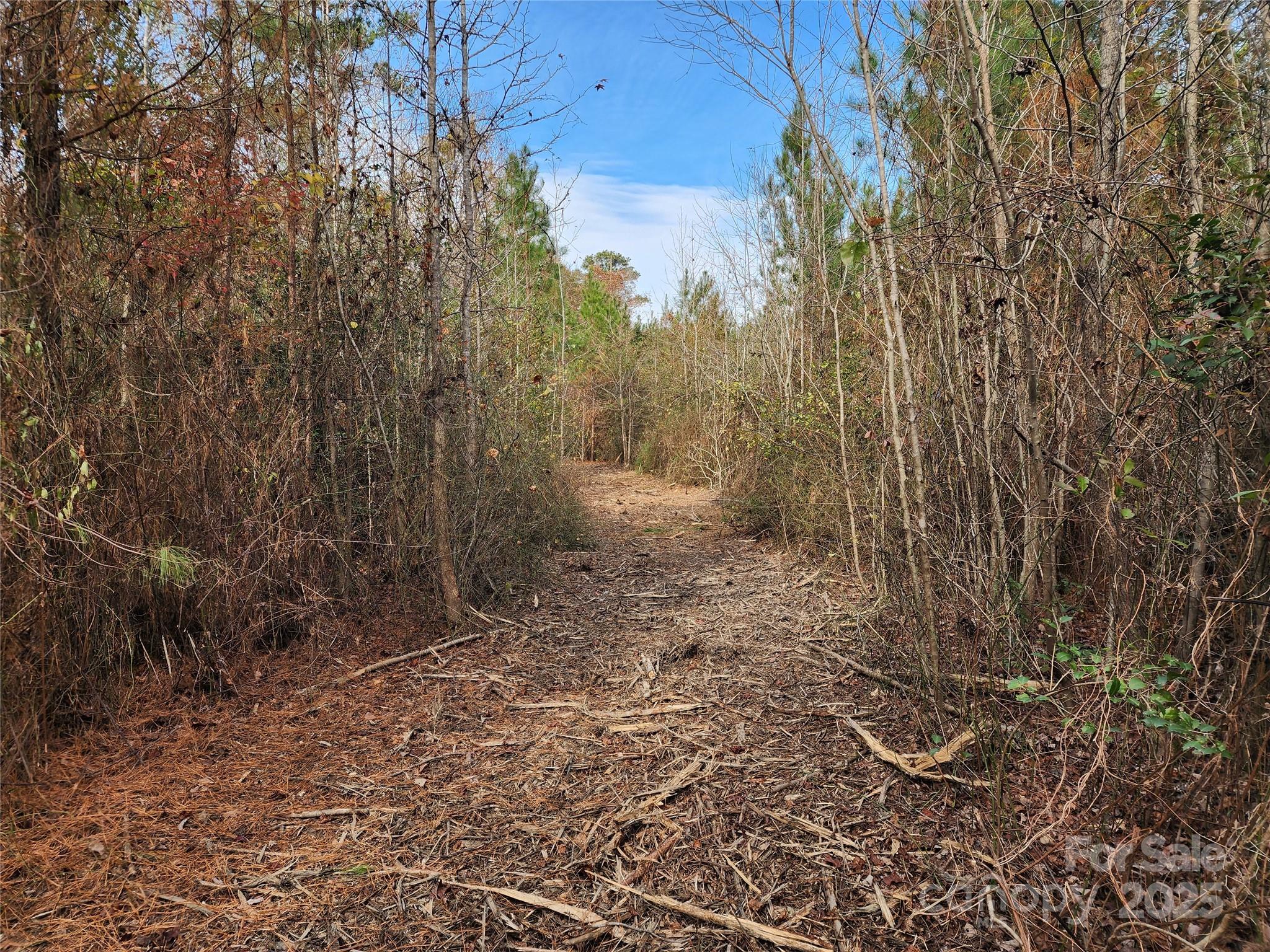 2351 Reges Store Road Nashville, NC 27856 - Photo 22 of 48 a view of a forest with trees