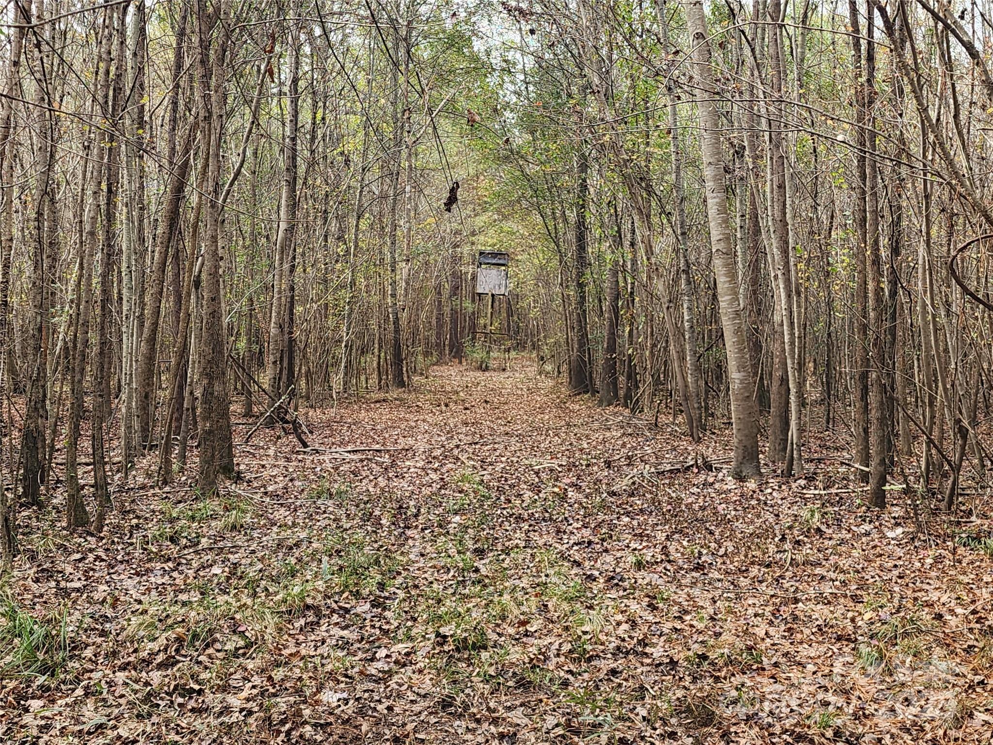 2351 Reges Store Road Nashville, NC 27856 - Photo 23 of 48 a view of a yard with trees