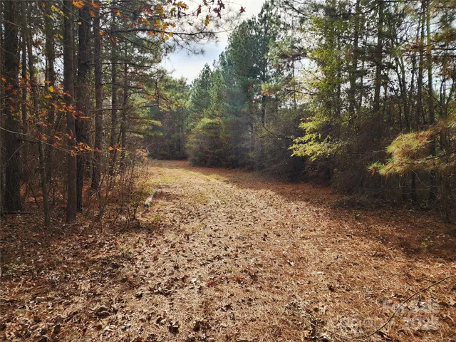 a view of a forest with trees in the background