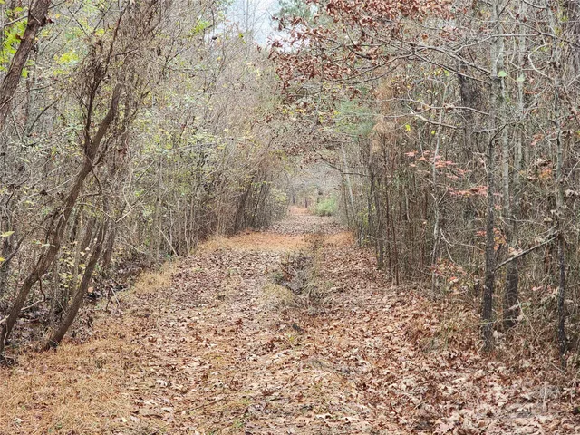 a view of a forest filled with trees