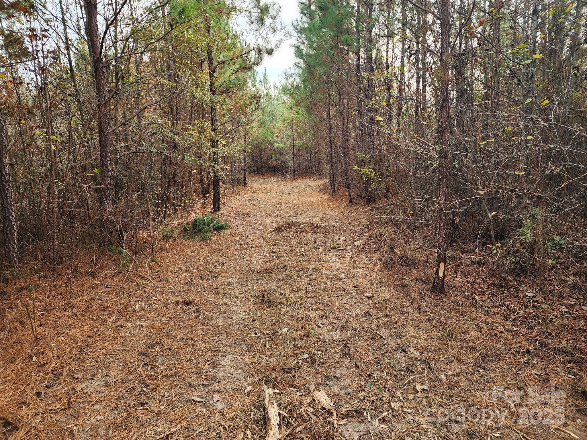 2351 Reges Store Road Nashville, NC 27856 - Photo 26 of 48 a view of a forest with trees in the background