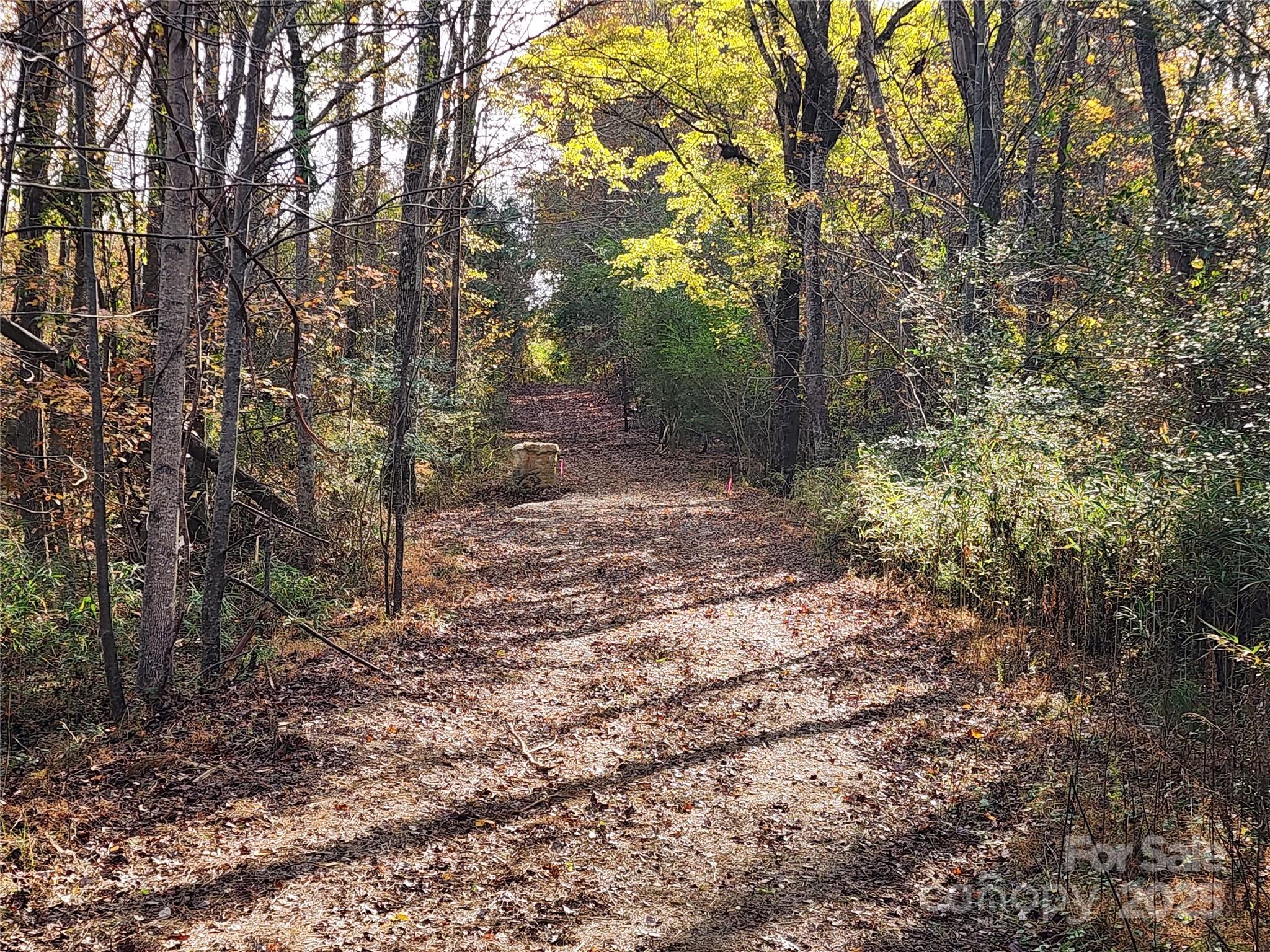 2351 Reges Store Road Nashville, NC 27856 - Photo 27 of 48 a view of a forest filled with trees