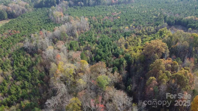a view of a forest with a tree