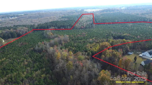 a view of a lush green forest