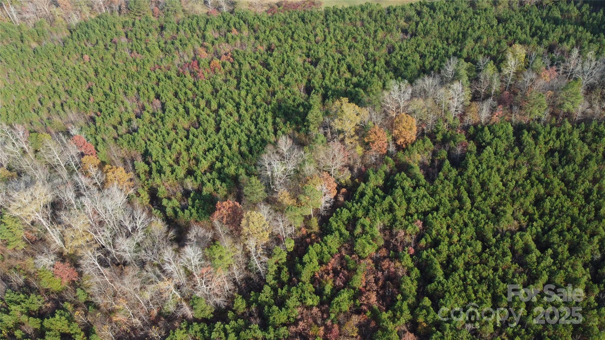 2351 Reges Store Road Nashville, NC 27856 - Photo 33 of 48 a view of a lush green forest