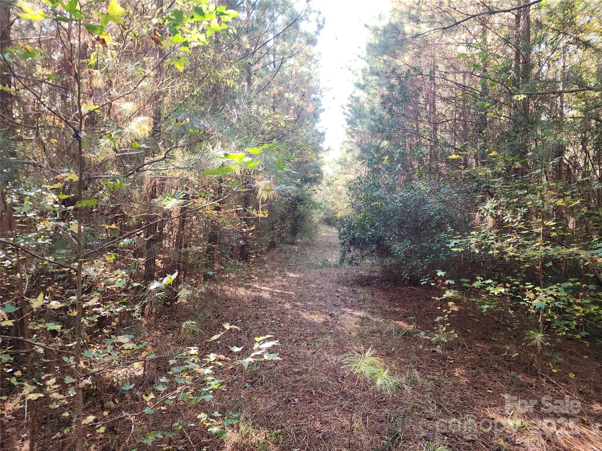 2351 Reges Store Road Nashville, NC 27856 - Photo 41 of 48 a view of a forest