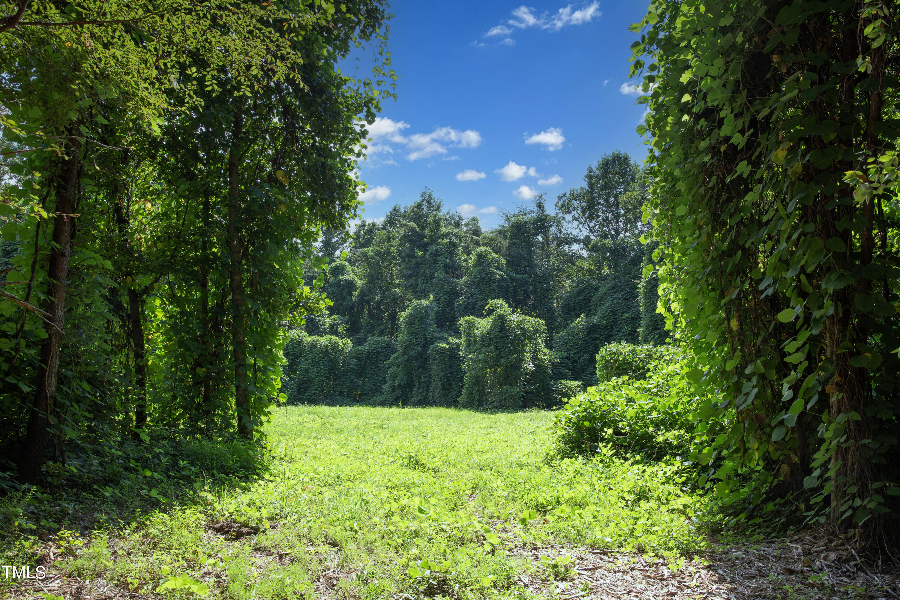 0 Weadon Road Blanch, NC 27212 - Photo 19 of 21 a view of yard with green space