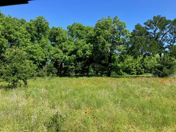 a view of forest