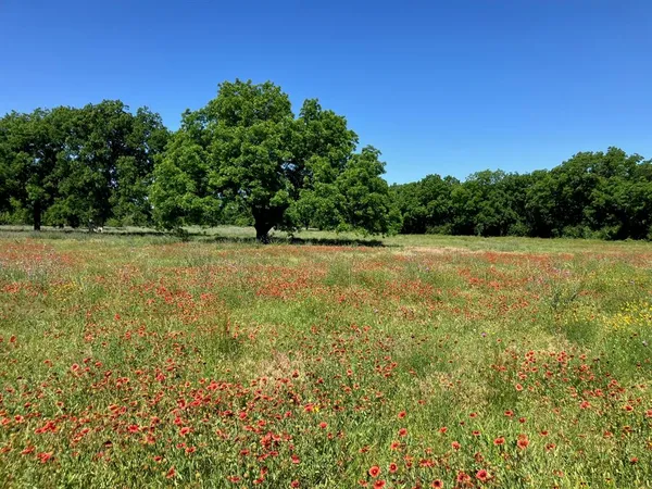a view of yard with trees