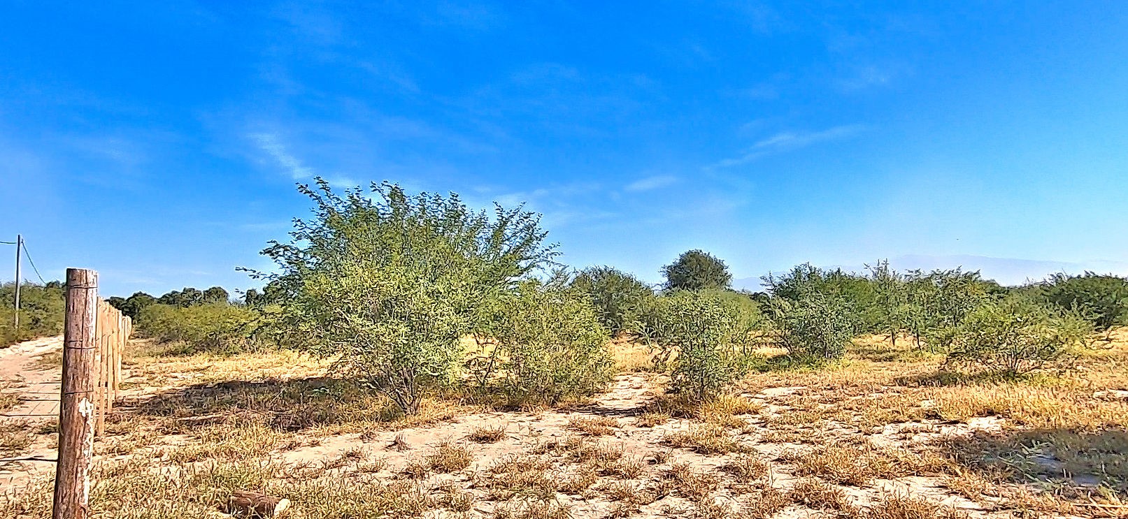 33 Highway Coalinga, CA 93210 - Photo 2 of 9 a view of a yard with a tree