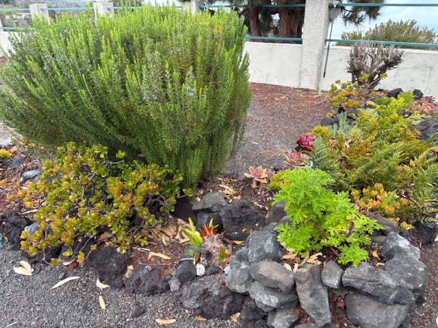 92-8564 Koa Lane Ocean View, HI 96704 - Photo 4 of 30 a view of a garden with plants