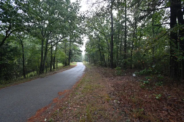 a view of a forest with trees in front of it