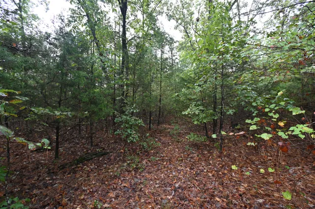 a view of a forest that has large trees