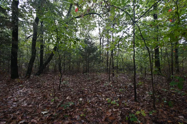 a view of a forest with trees in the background