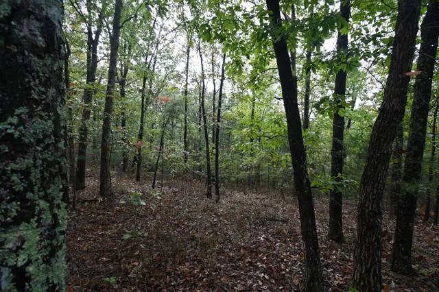a view of a forest with trees in the background