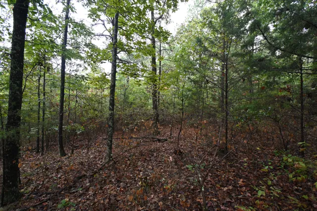 a view of a forest with trees in the background