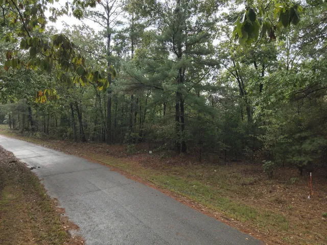 a view of a forest with trees in the background