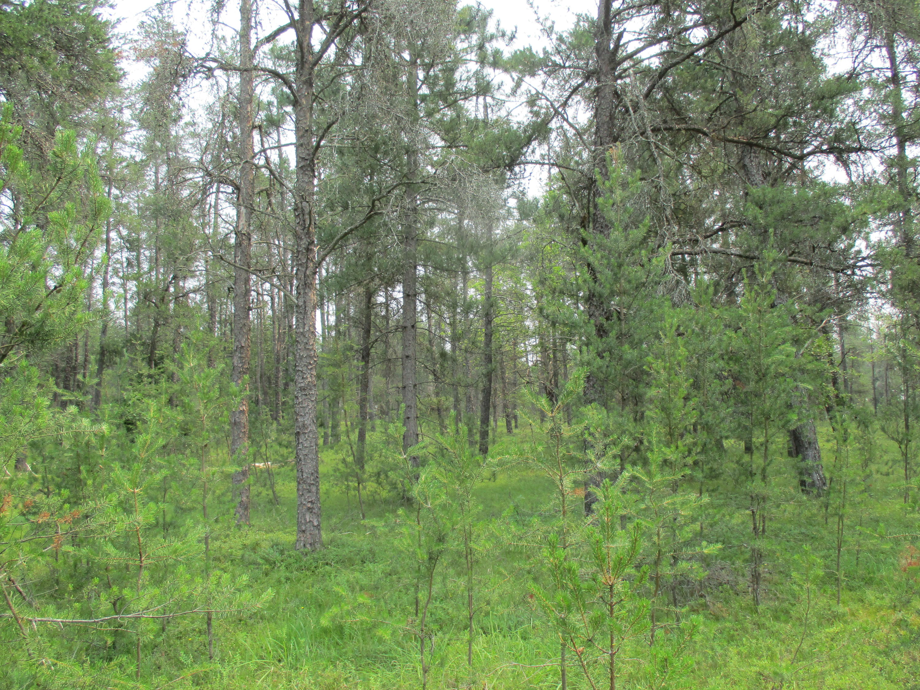 5149 South Stephan Bridge Road Grayling, MI 49738 - Photo 34 of 35 Gallery Image 34